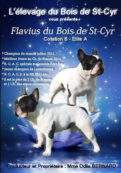Des Boules De Benat - LE BOIS DE SAINT CYR