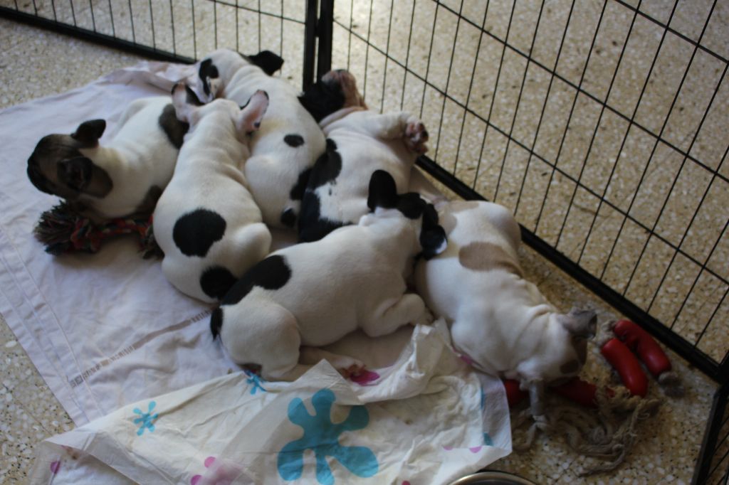 Des Boules De Benat - VISITE VETERINAIRE