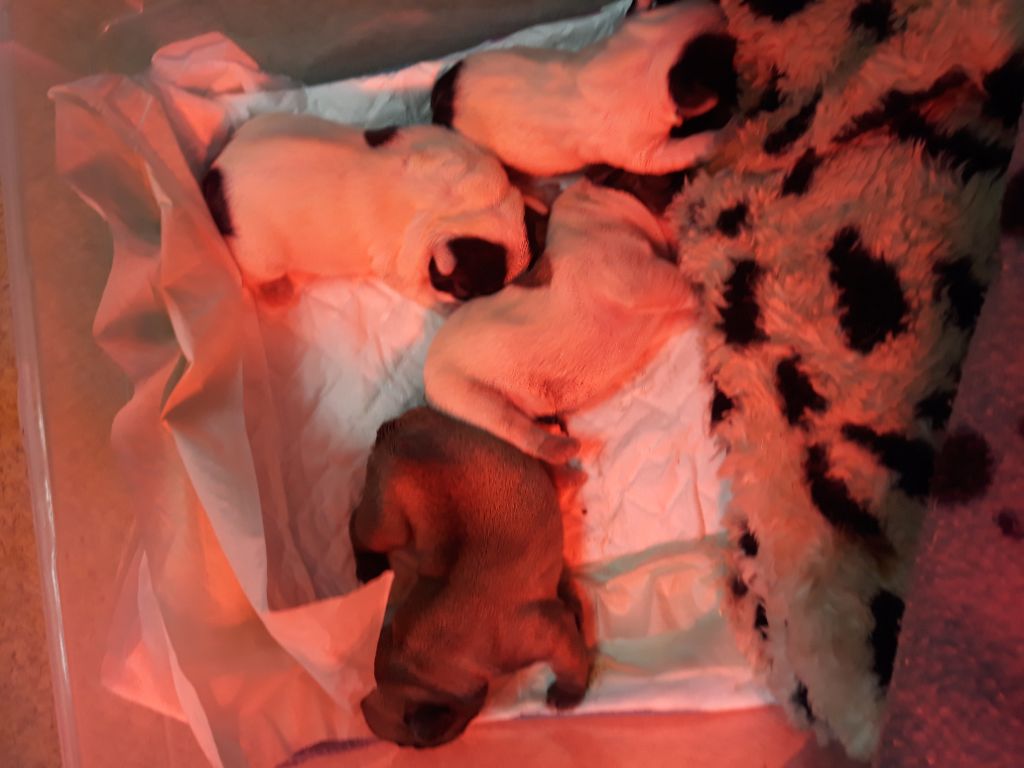 Des Boules De Benat - naissance 4 chiots