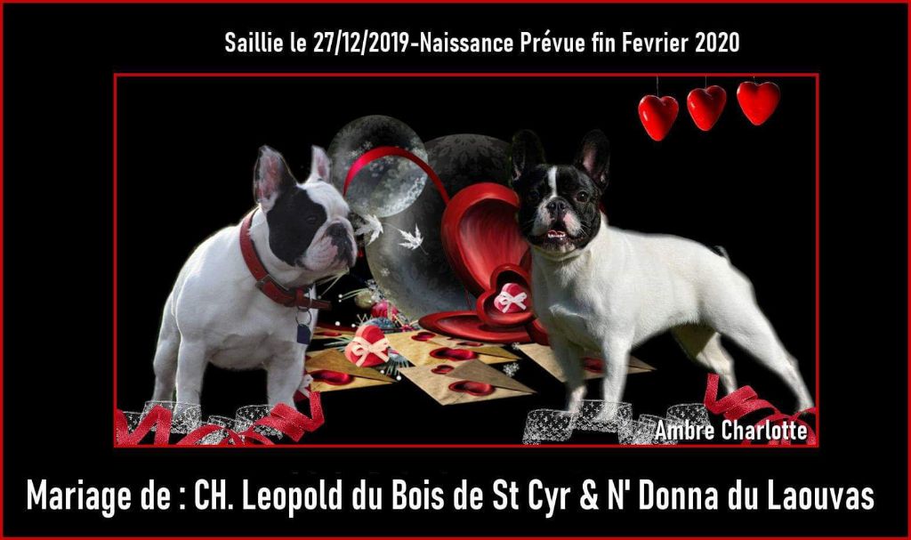 Des Boules De Benat - Léopold du Bois de Saint Cyr et N'Donna du Laouvas