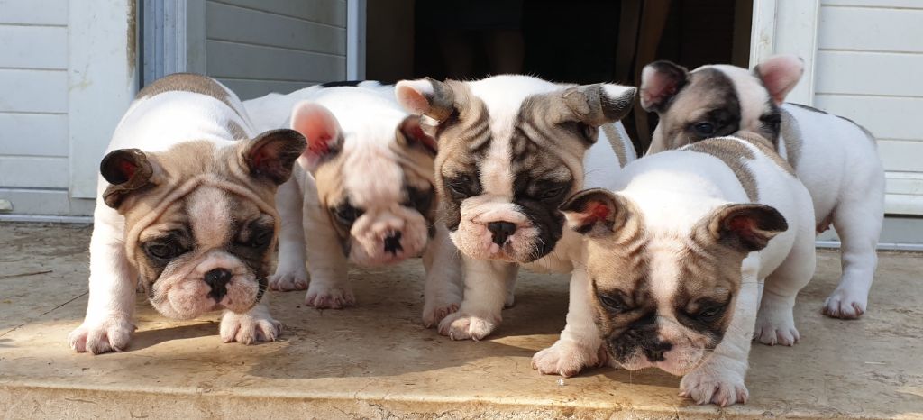 les chiots à presque 7 semaines 