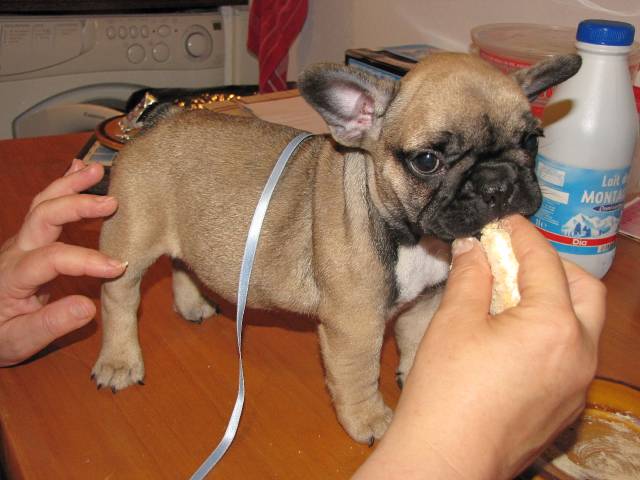 CHIOTS