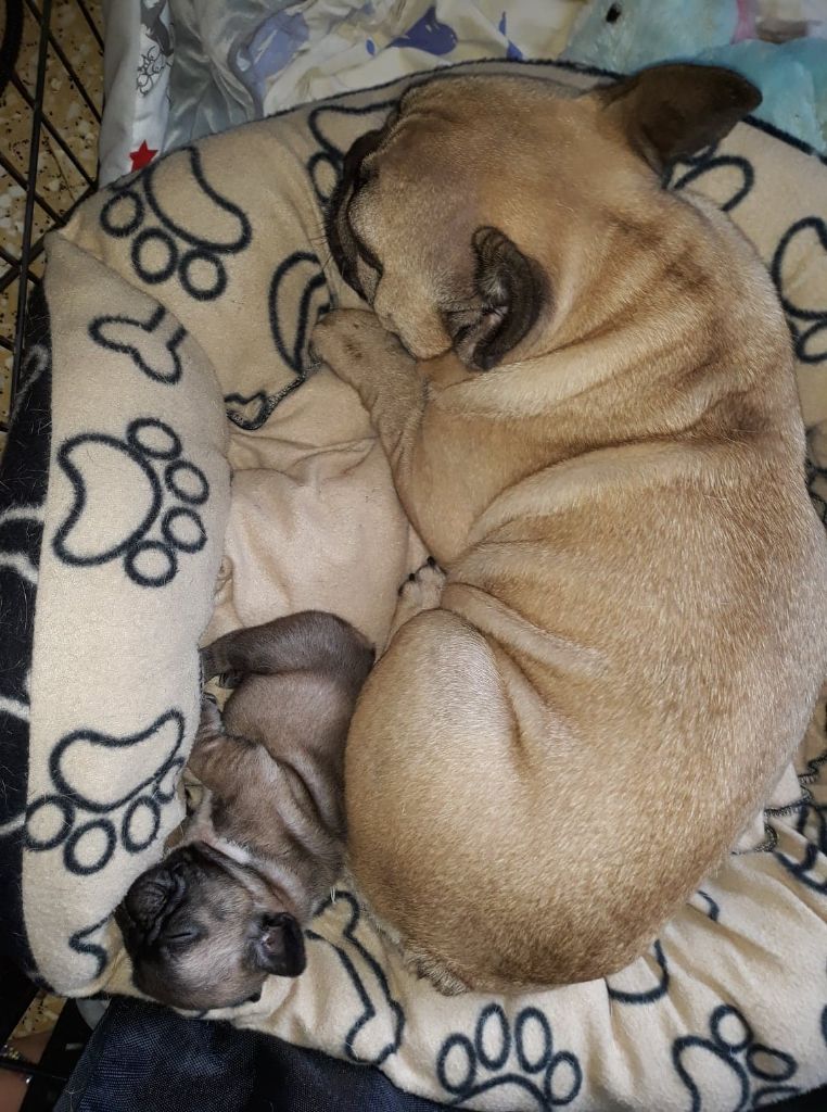 Des Boules De Benat - Bouledogue français - Portée née le 28/12/2019